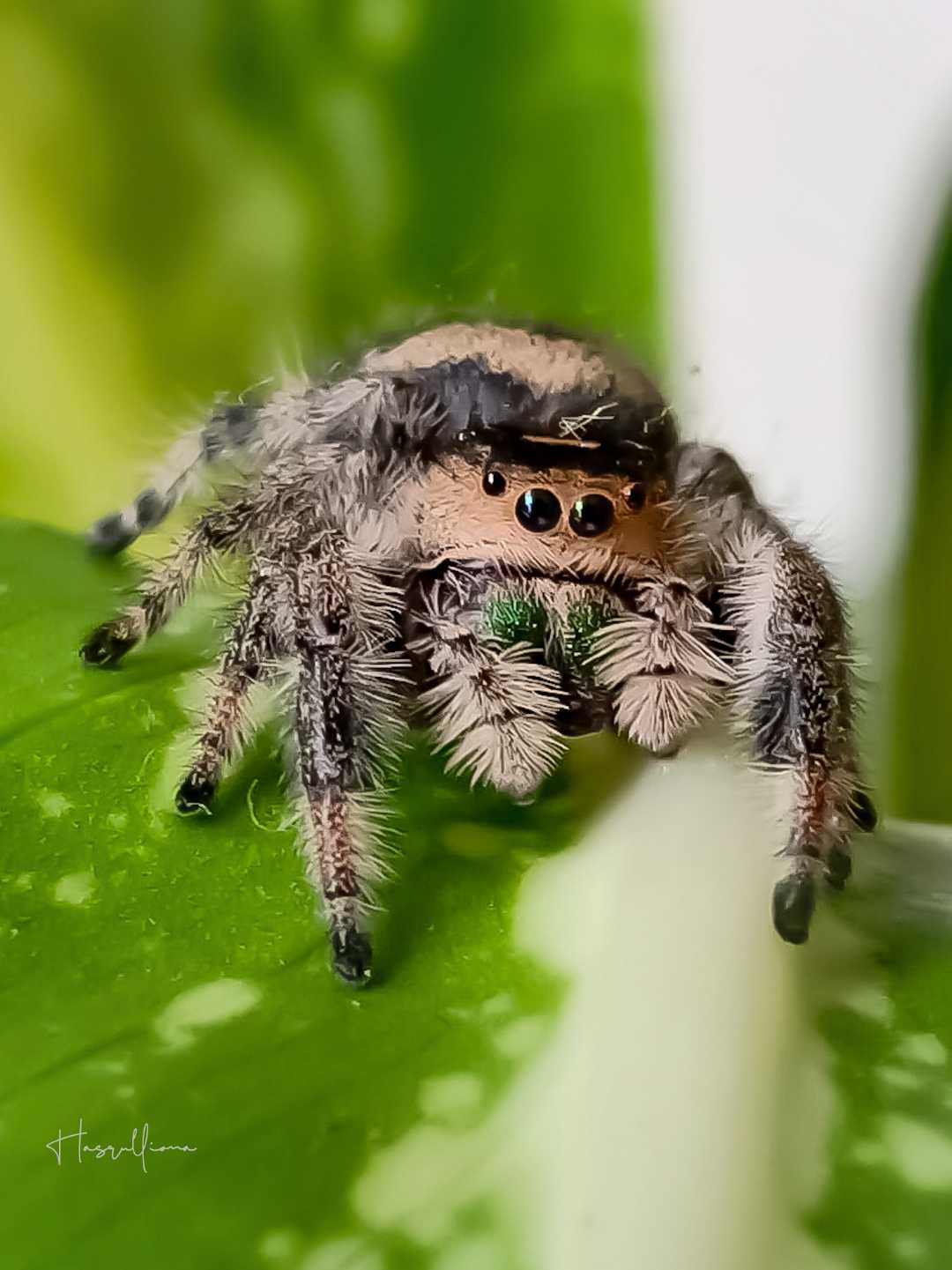 Phidippus regius