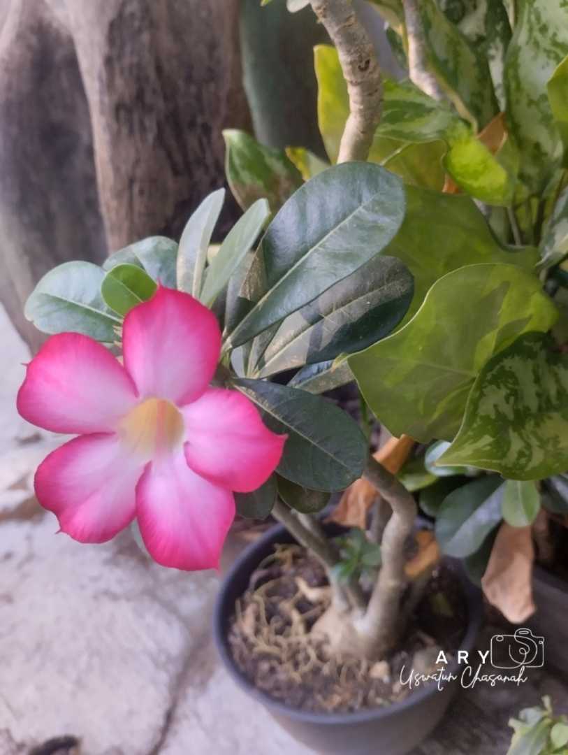 Kamboja jepang