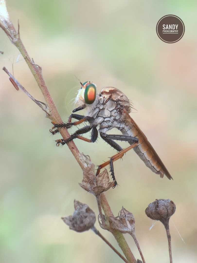 Ommatius