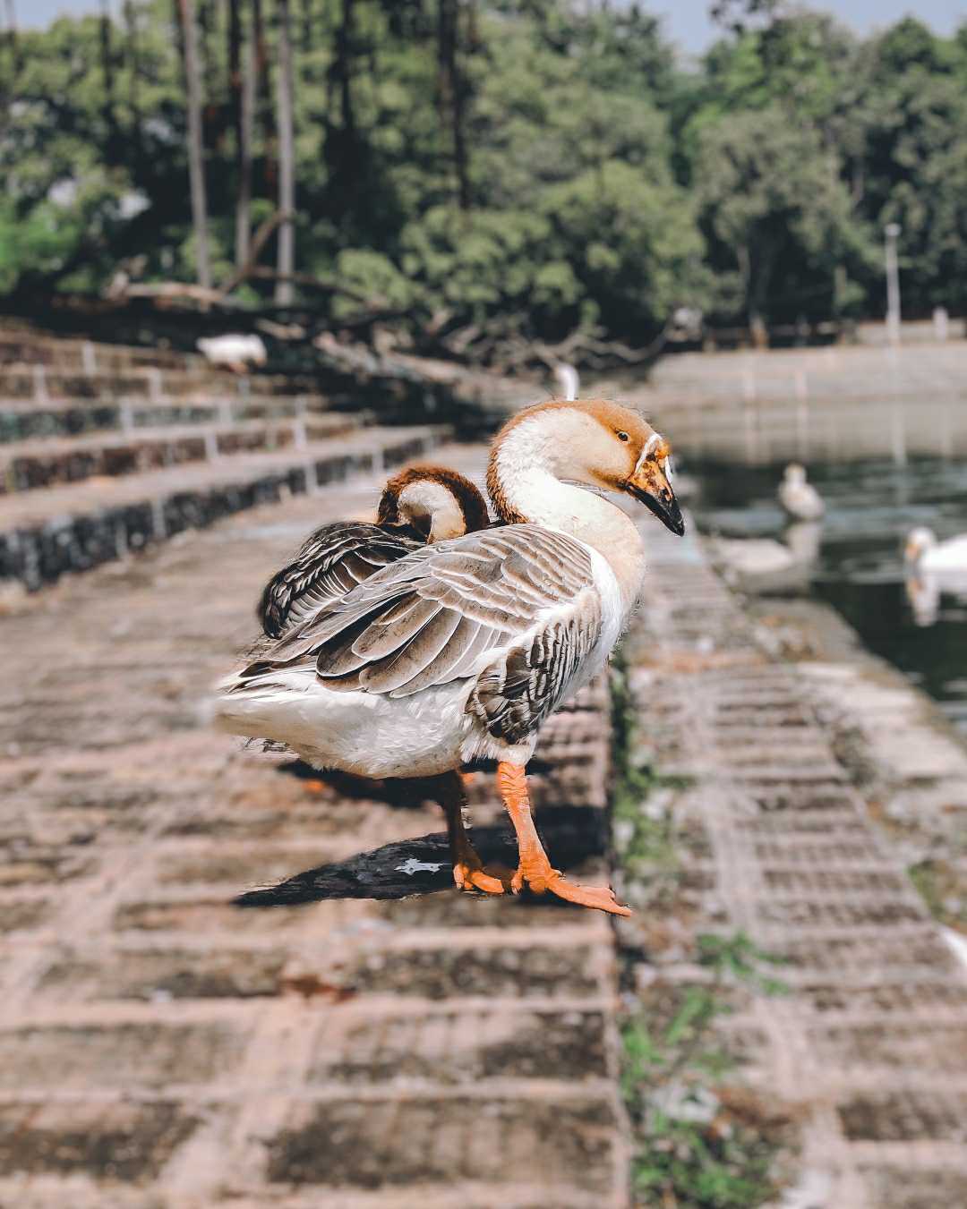 collectorate pond 📍