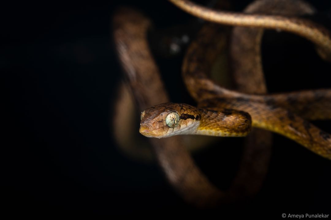 Beddome’s Cat Snake.