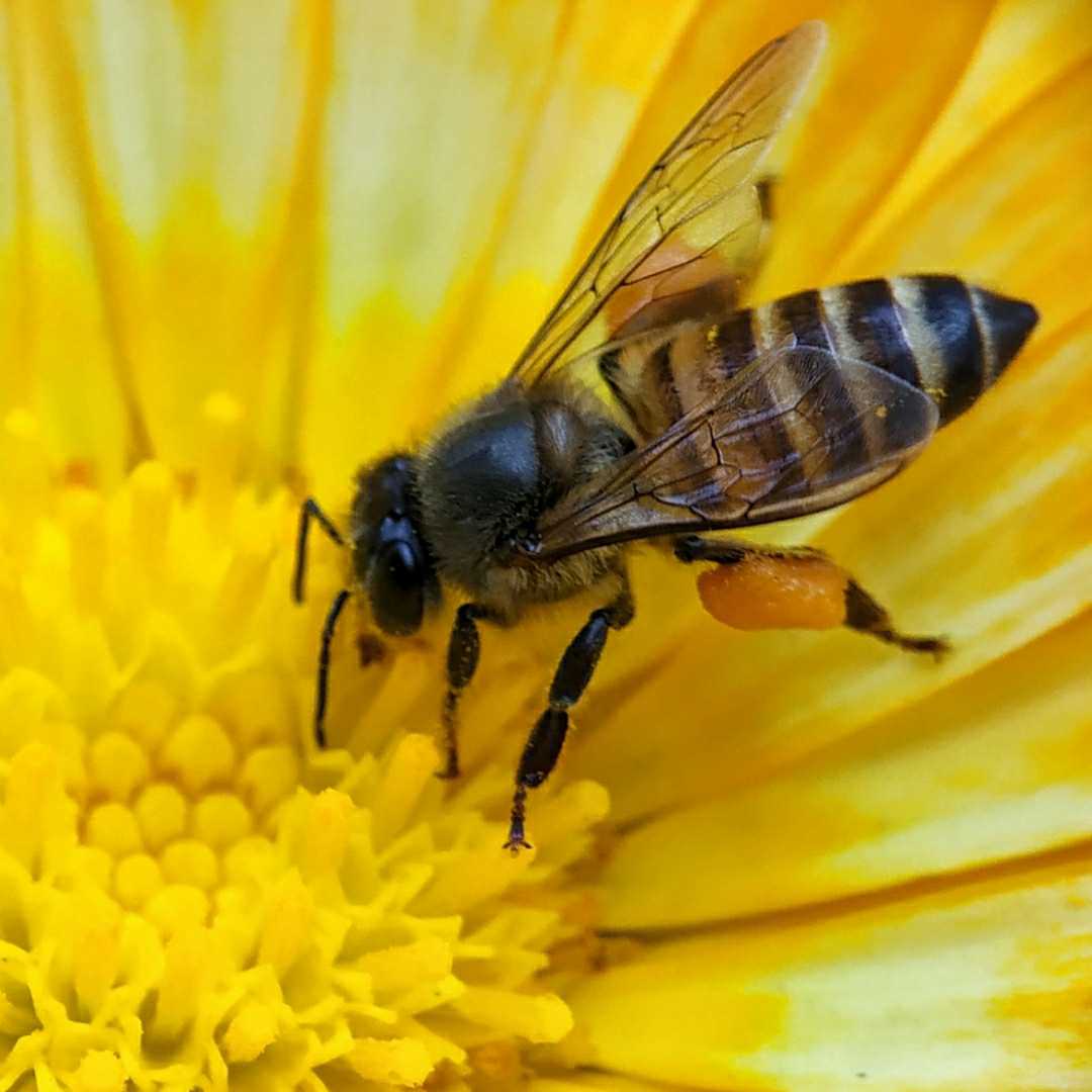 Macro photography of an Indian honey bee
