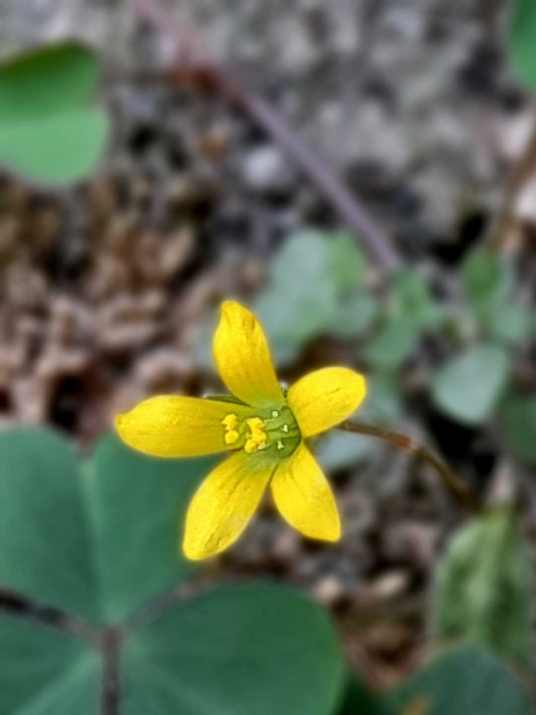 Oxalis dillenii