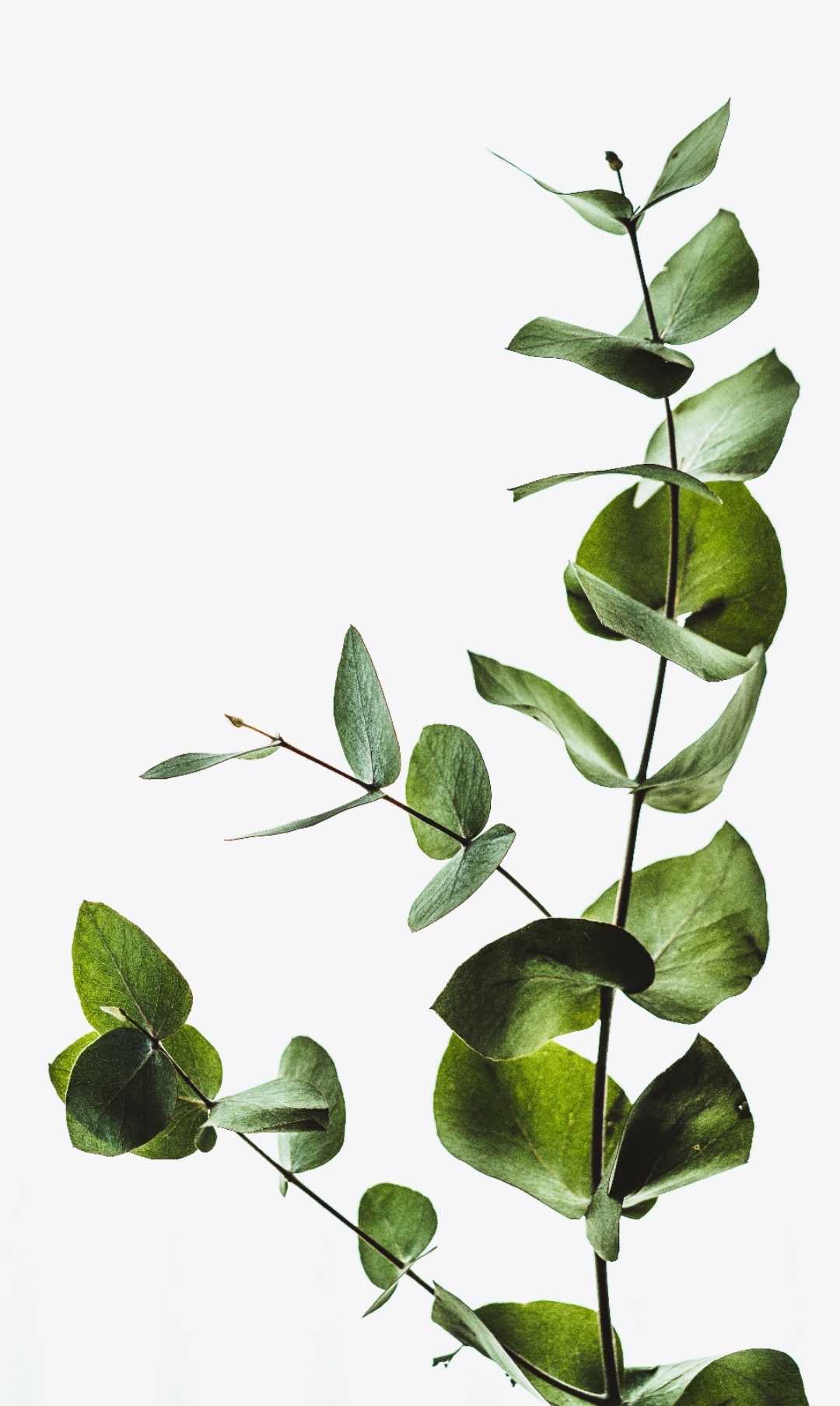 Bunga belantar