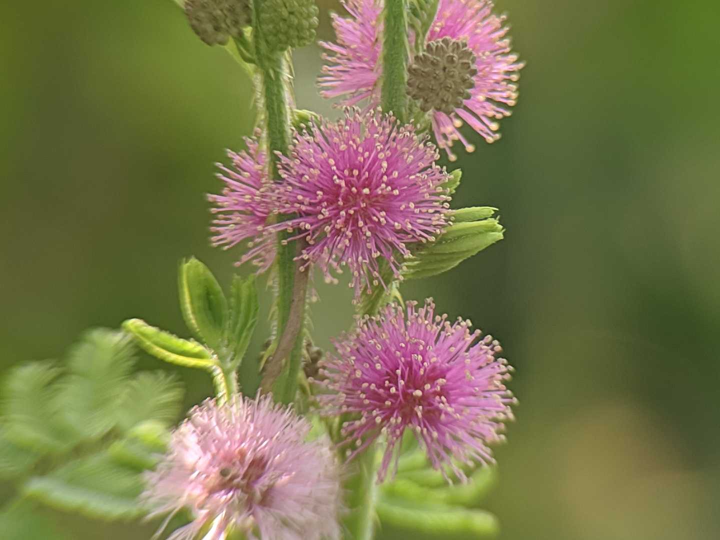 Mimosa diplotricha 