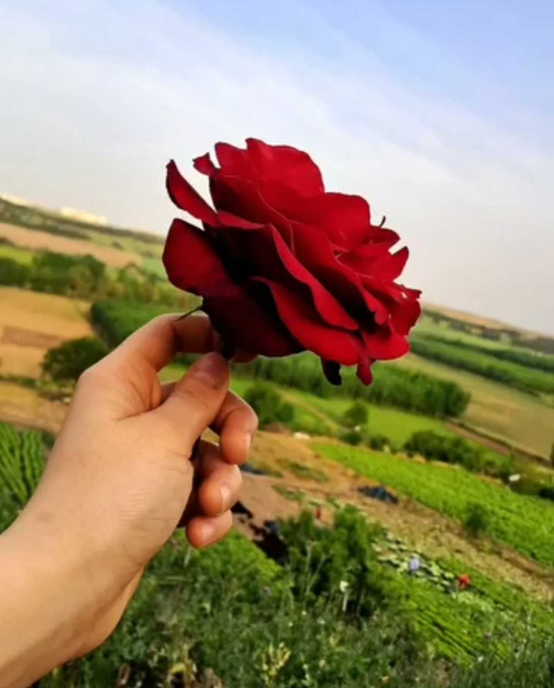 🌹