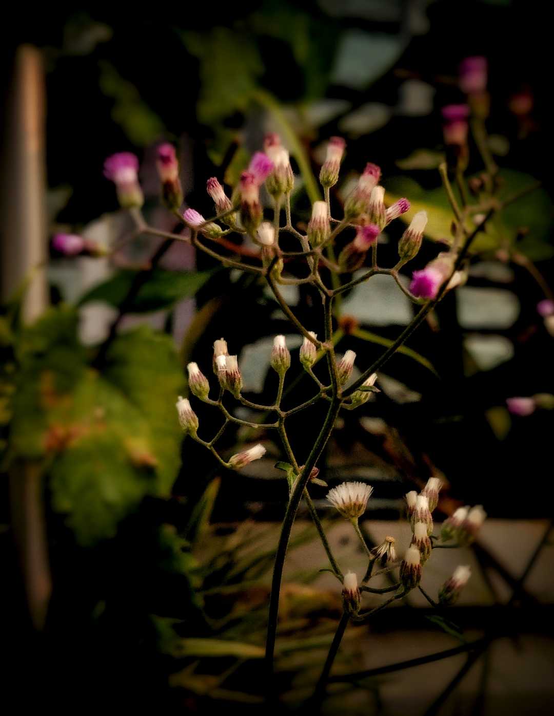 bunga rumput
