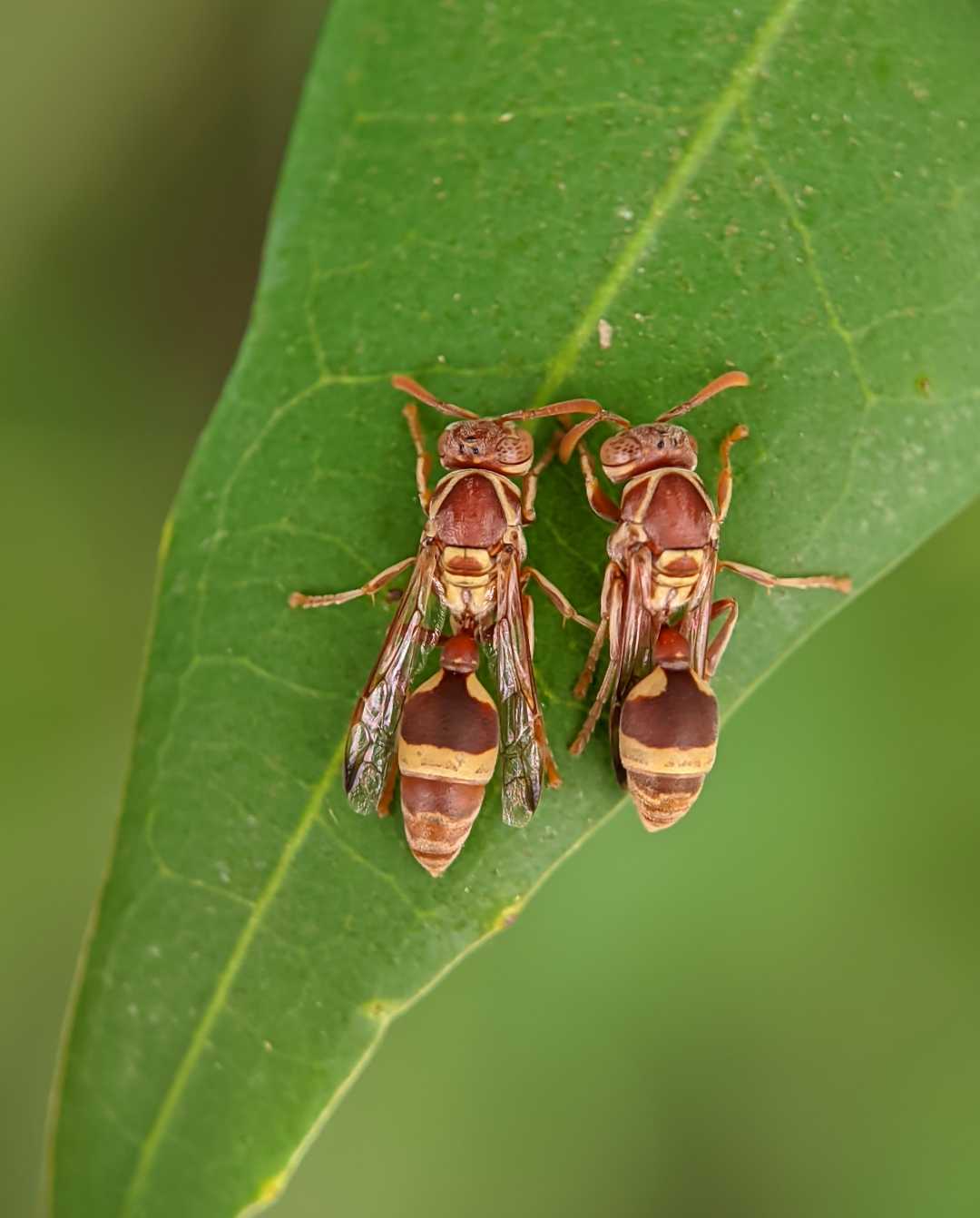 Pair of paper wasp resting 