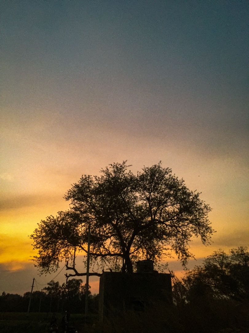 Tree is life वृक्ष ही जीवन ह 