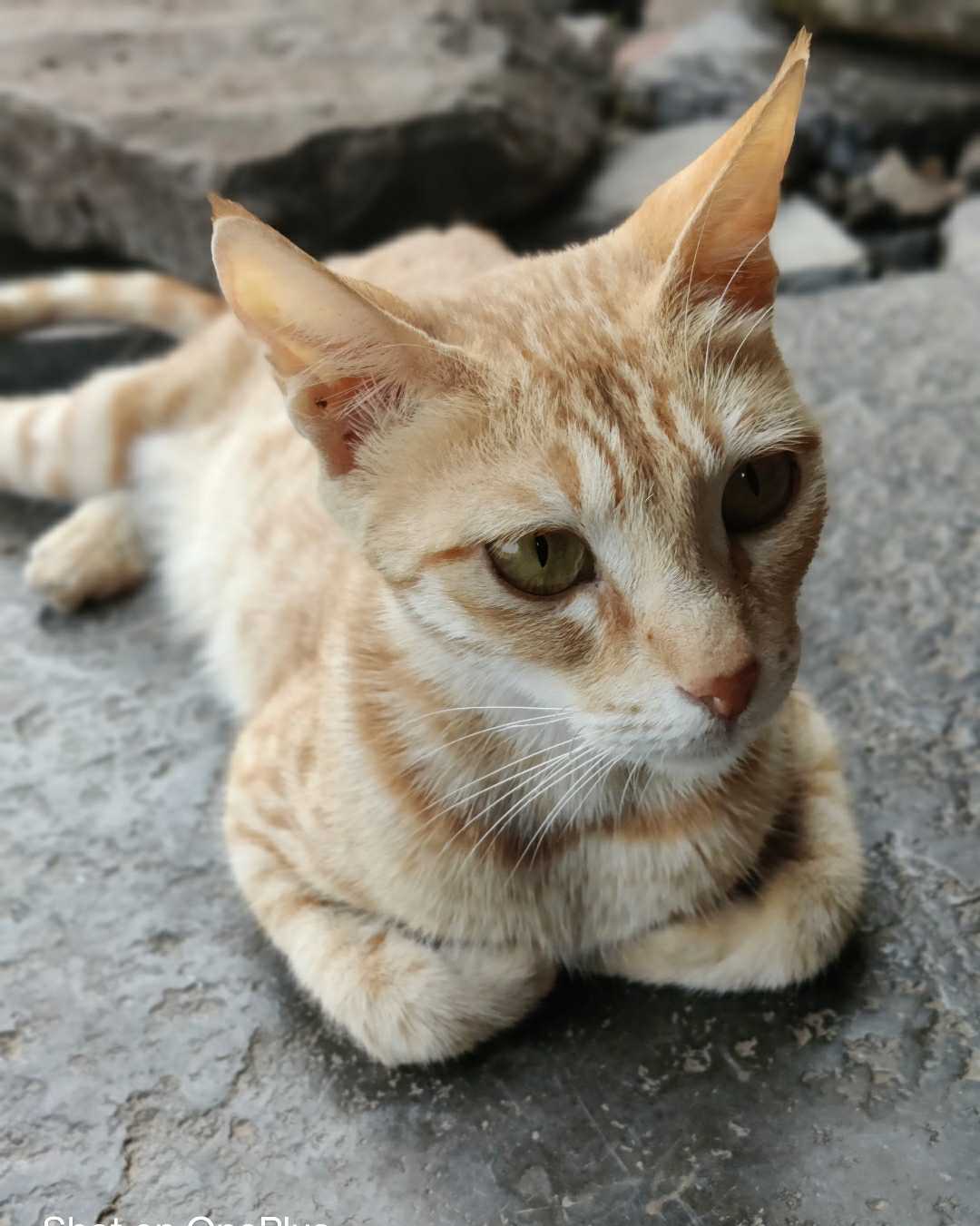 Life is Better with a Cat