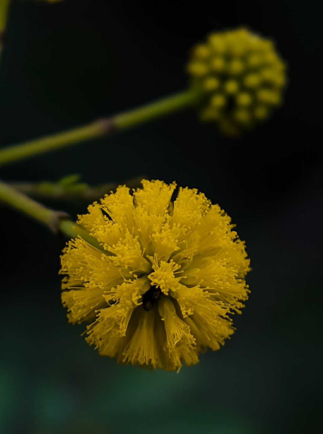 A Macro Flower 
