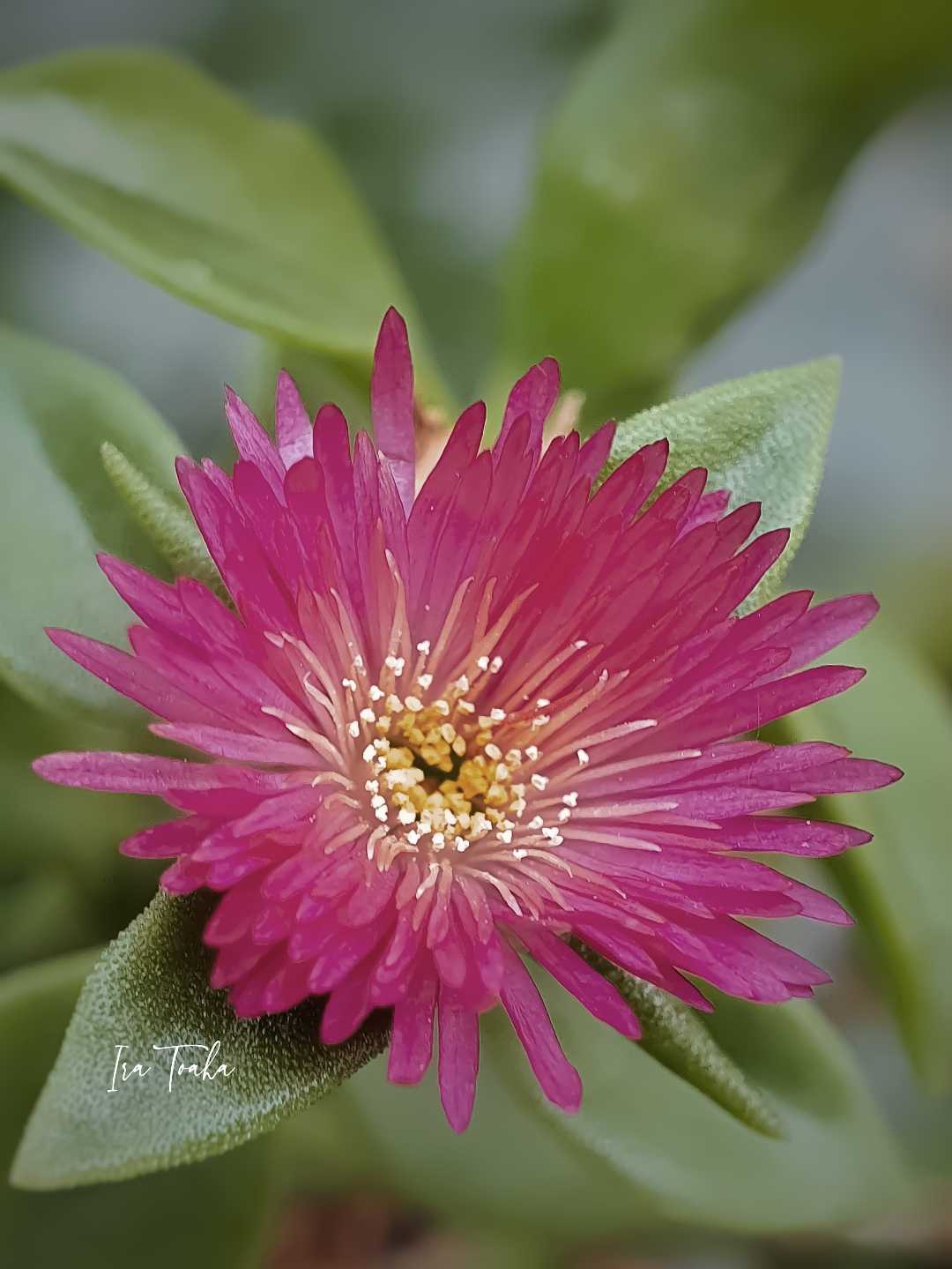 Baby Sun Rose