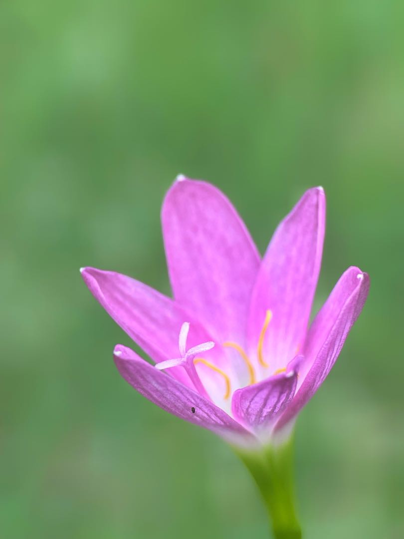 Lili Hujan Pink