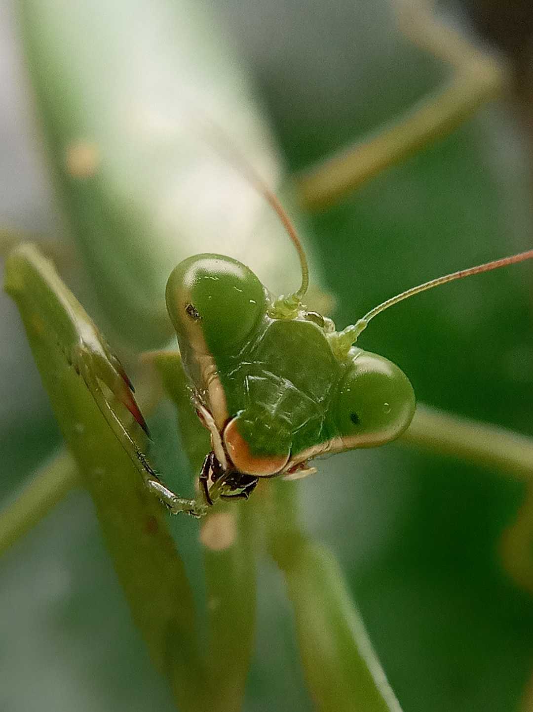 mantis