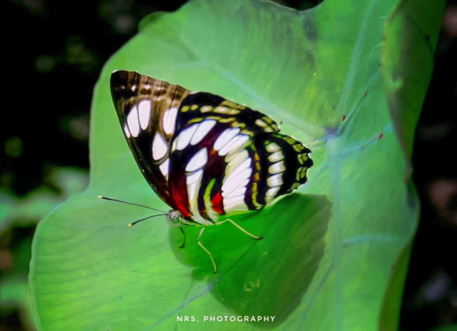 kupu-kupu Neptis hylas