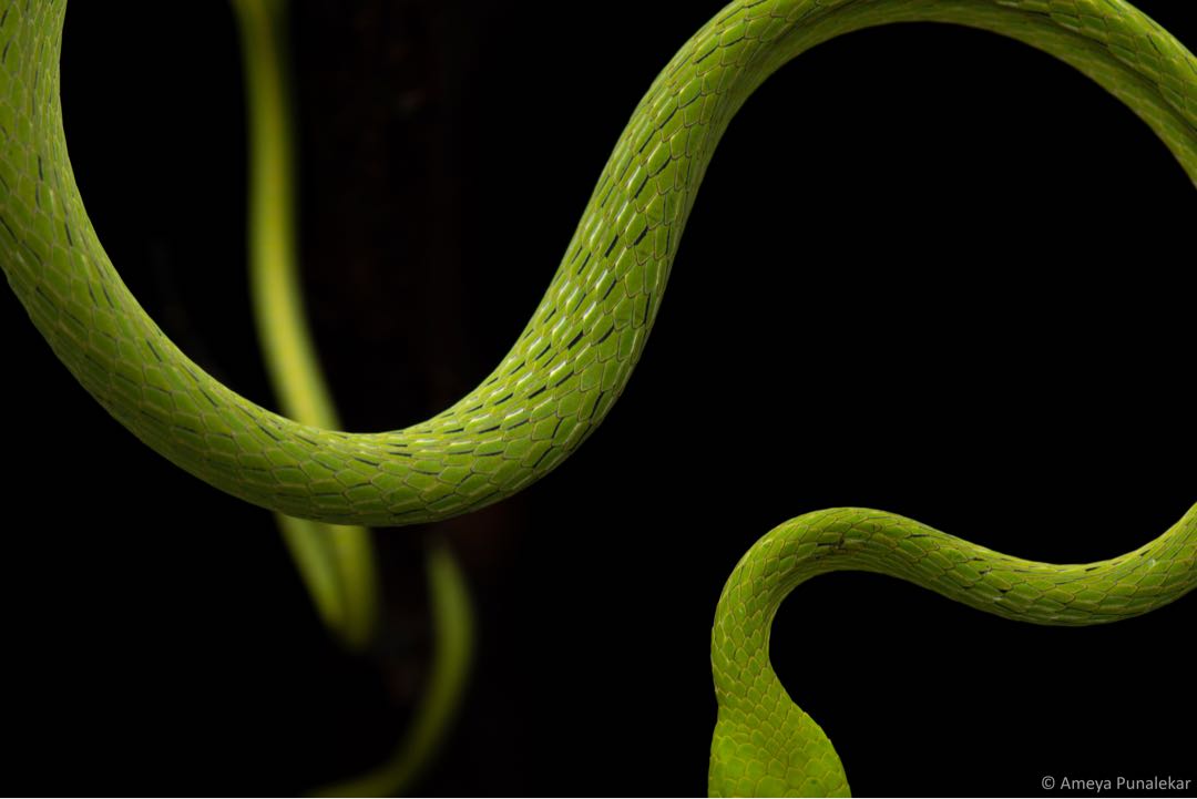 Coil. 