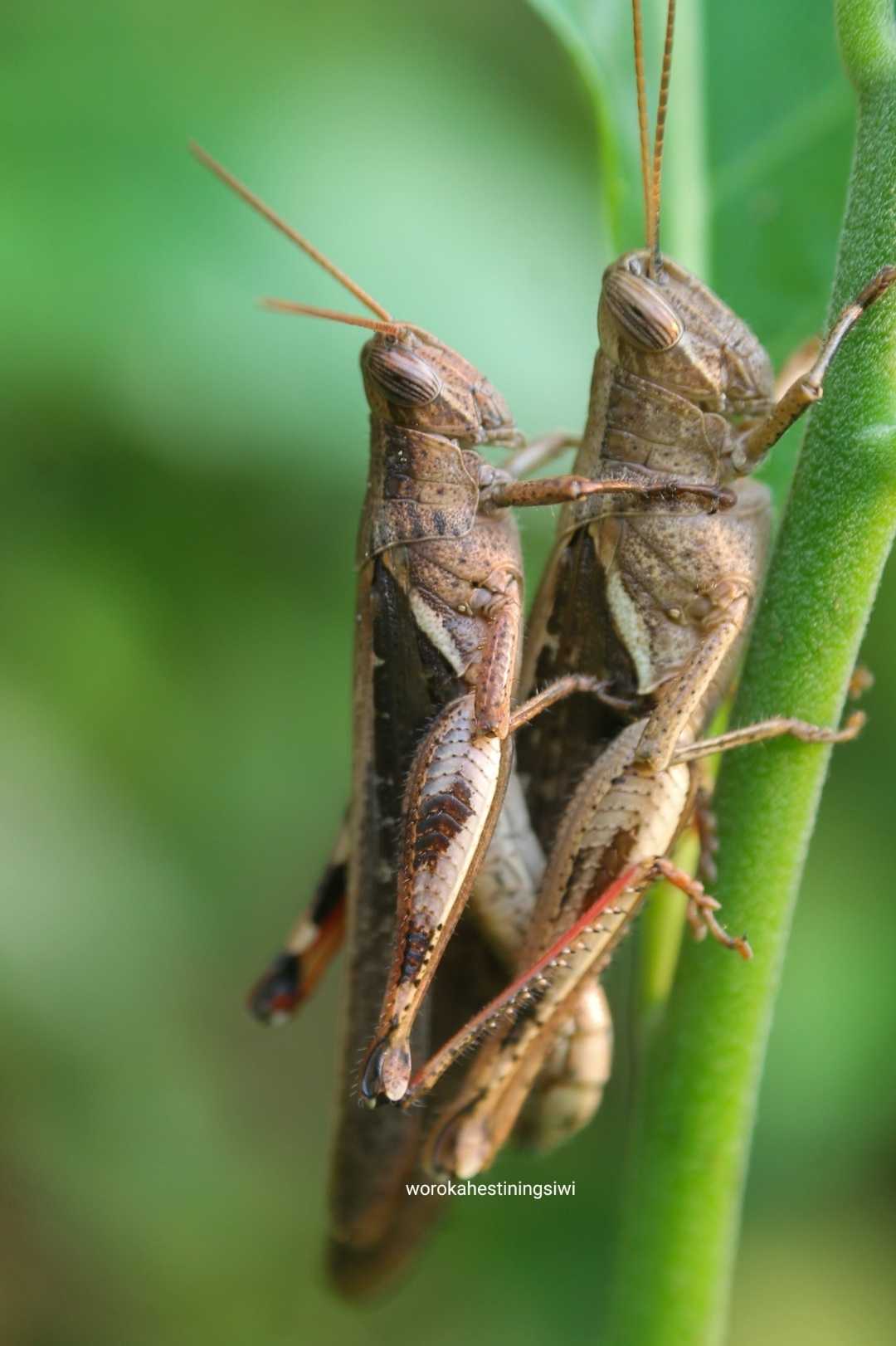 Mating
