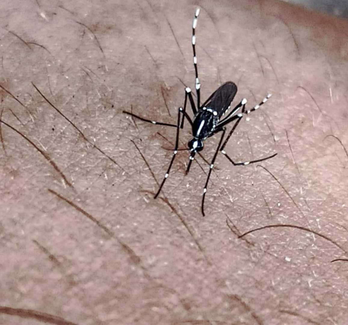 mosquito