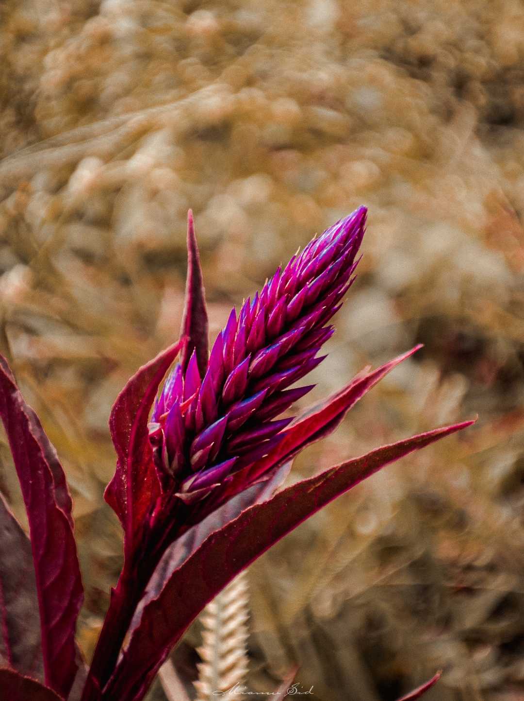 Celosia argentea L

