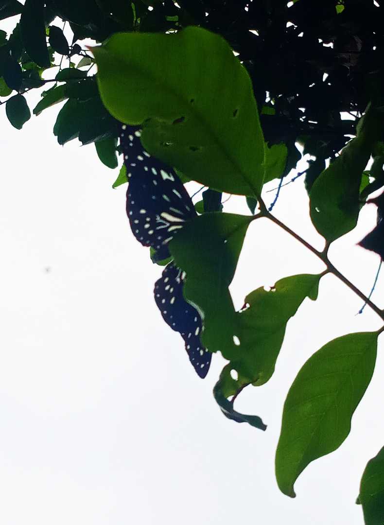 Tirumala Butterfly