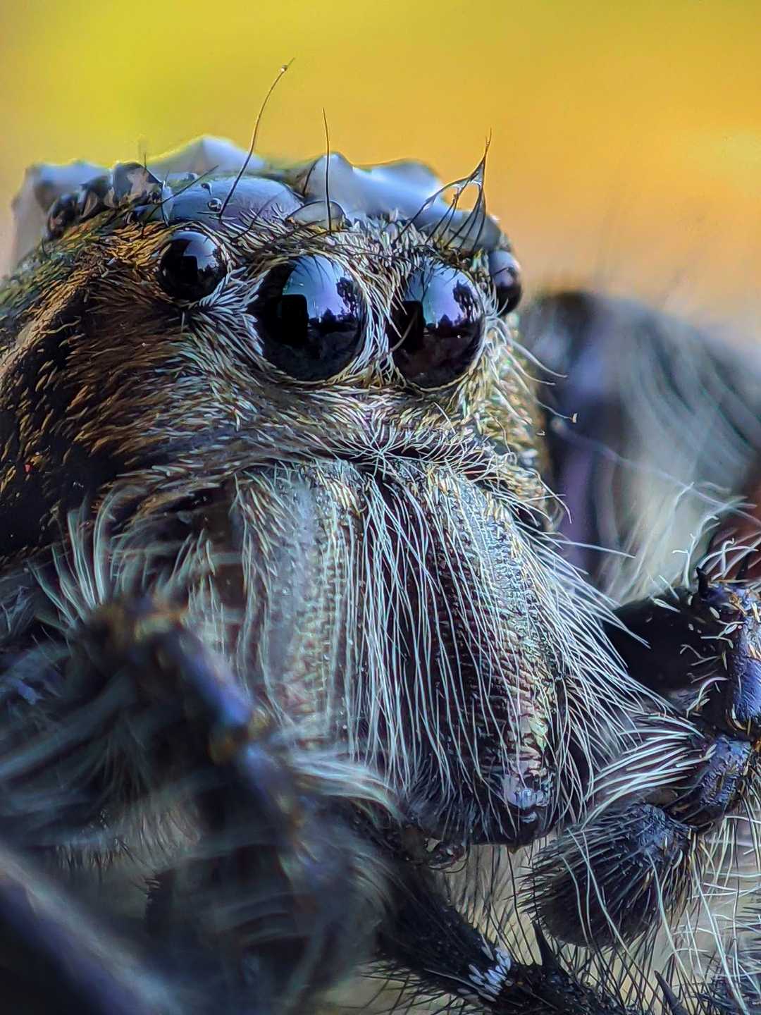Hyllus diardi