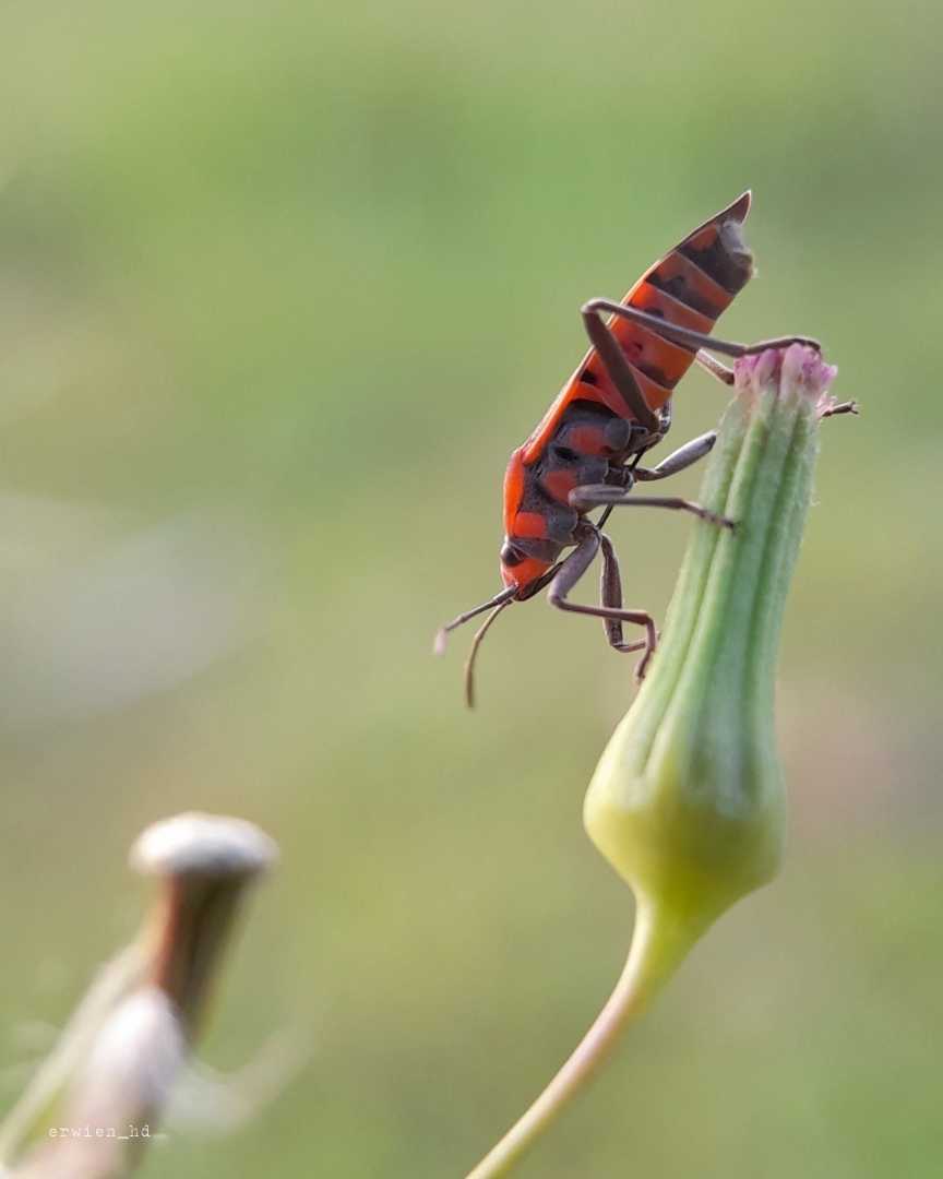 Pyrrhocoris apterus