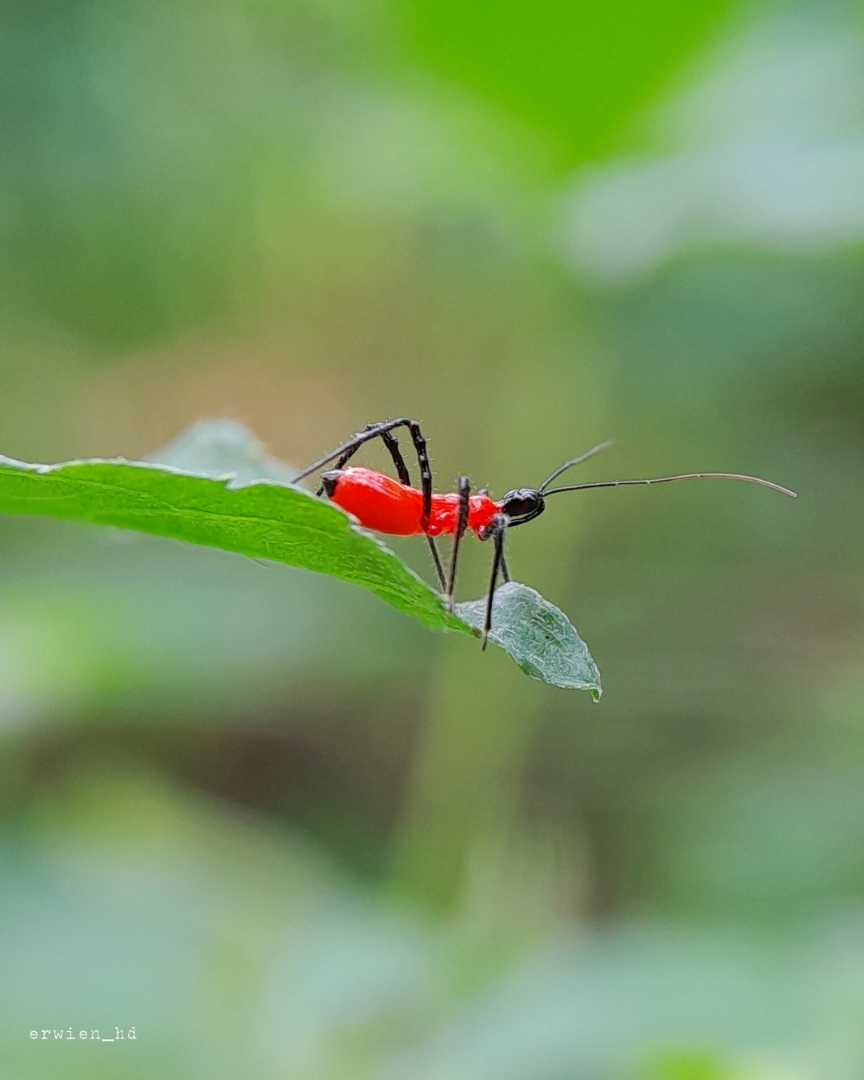 Reduviidae