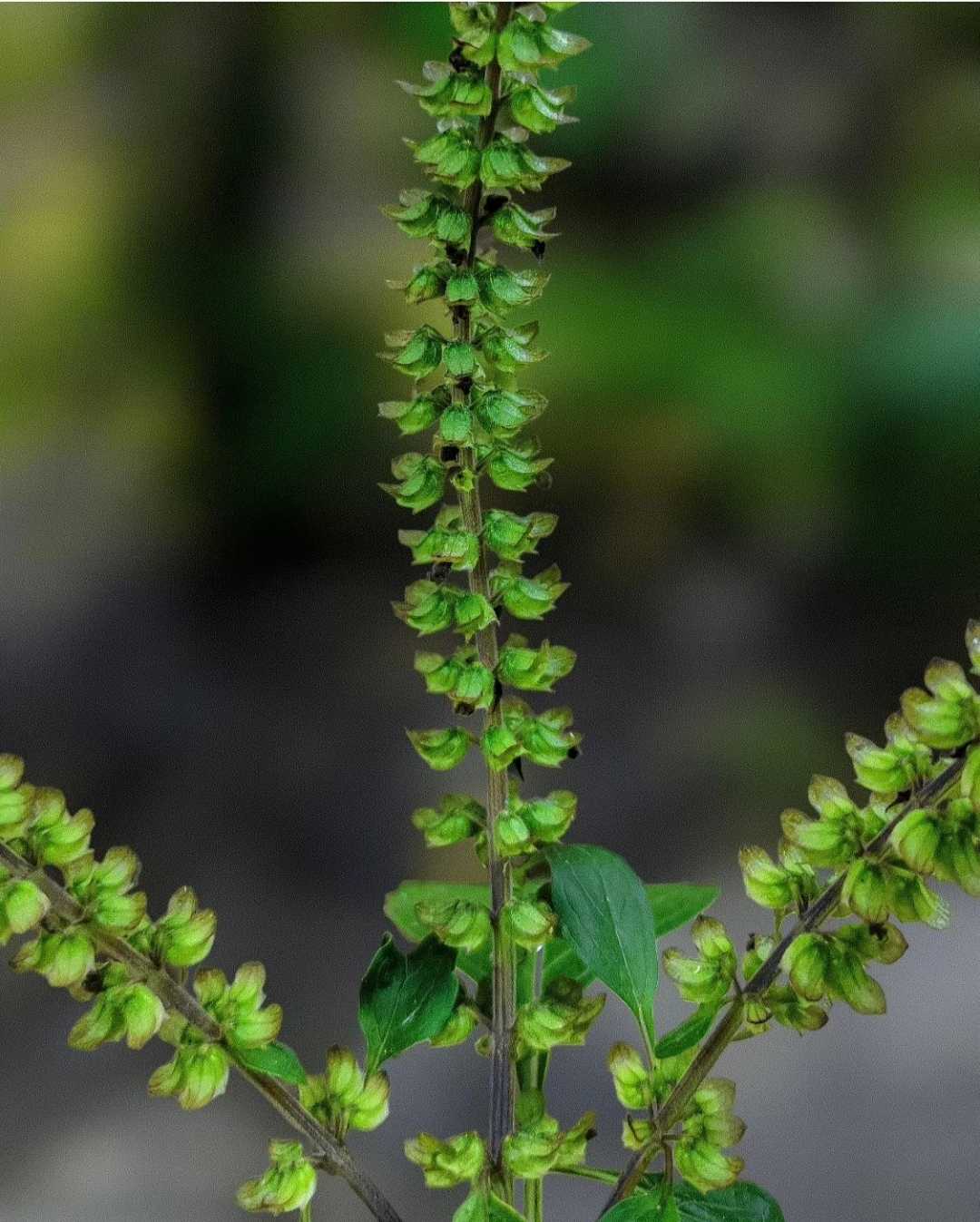 Green Series : Post No - 3