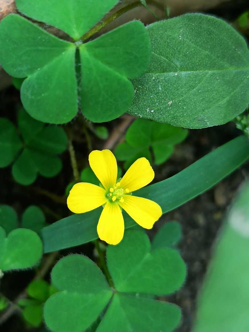 random click 