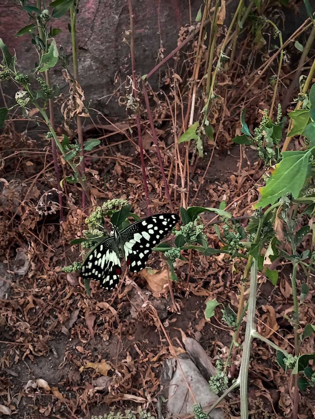 butterfly 🦋