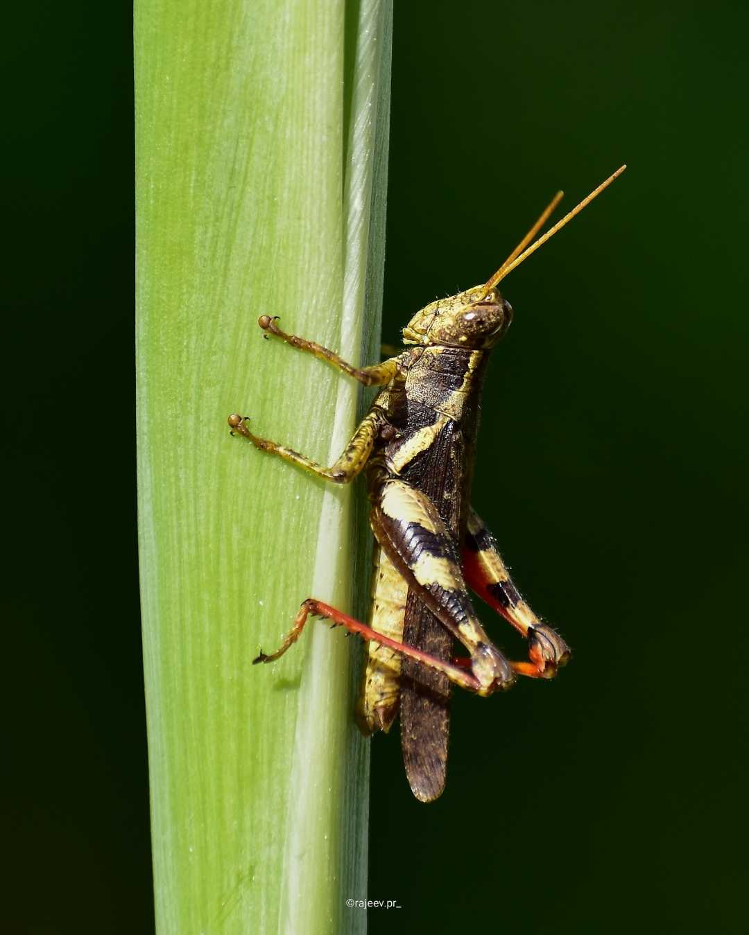 Reufus legged grasshopper 