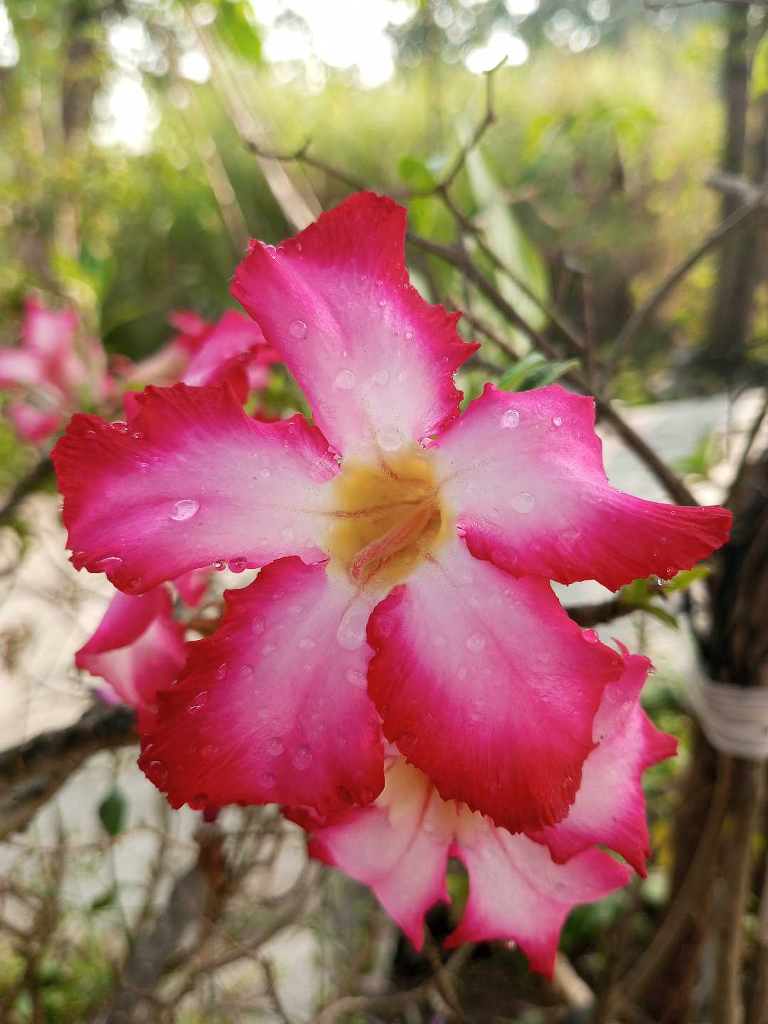 Adenium