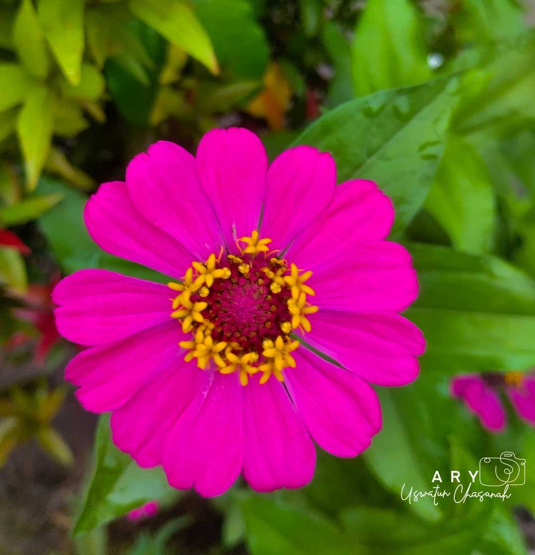 Zinia Pink