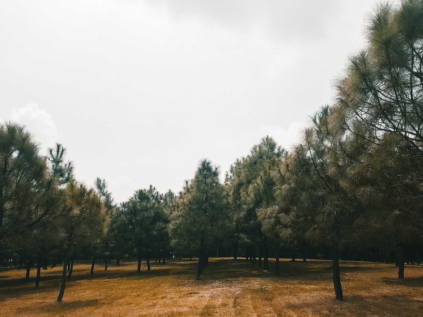 ✨️