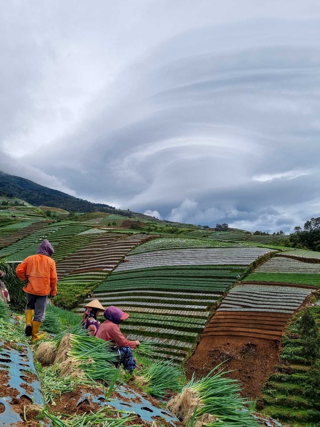 Panen di penghujung 2022