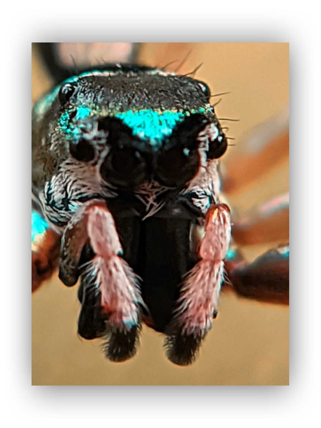 jump spider