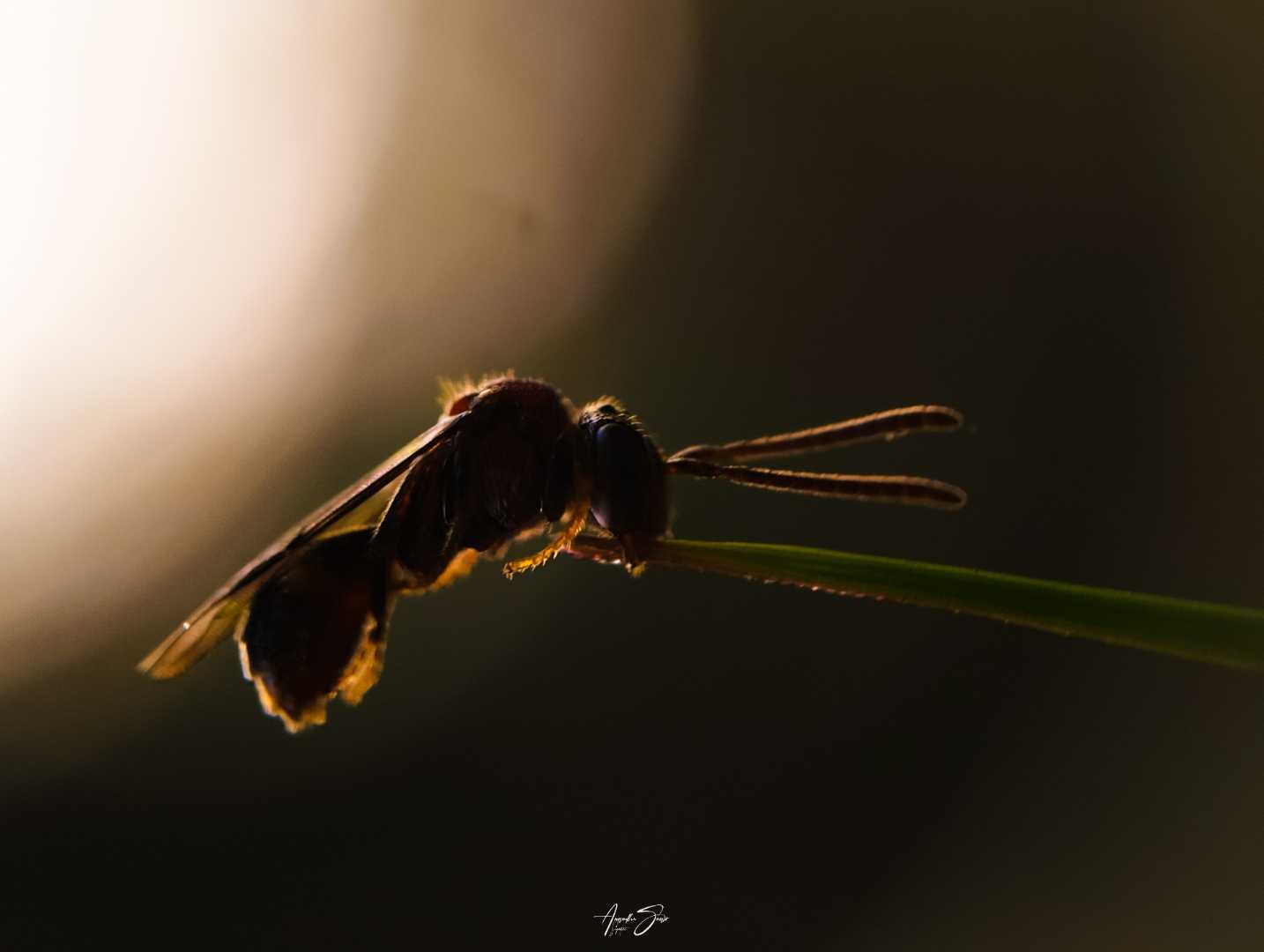 mobile photography 