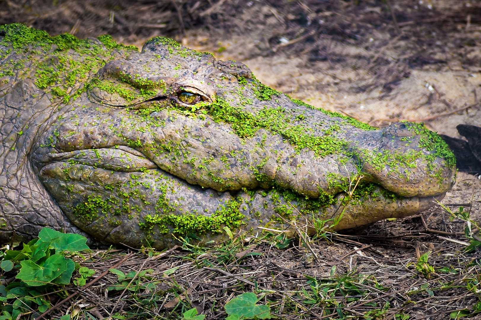 Crocodile