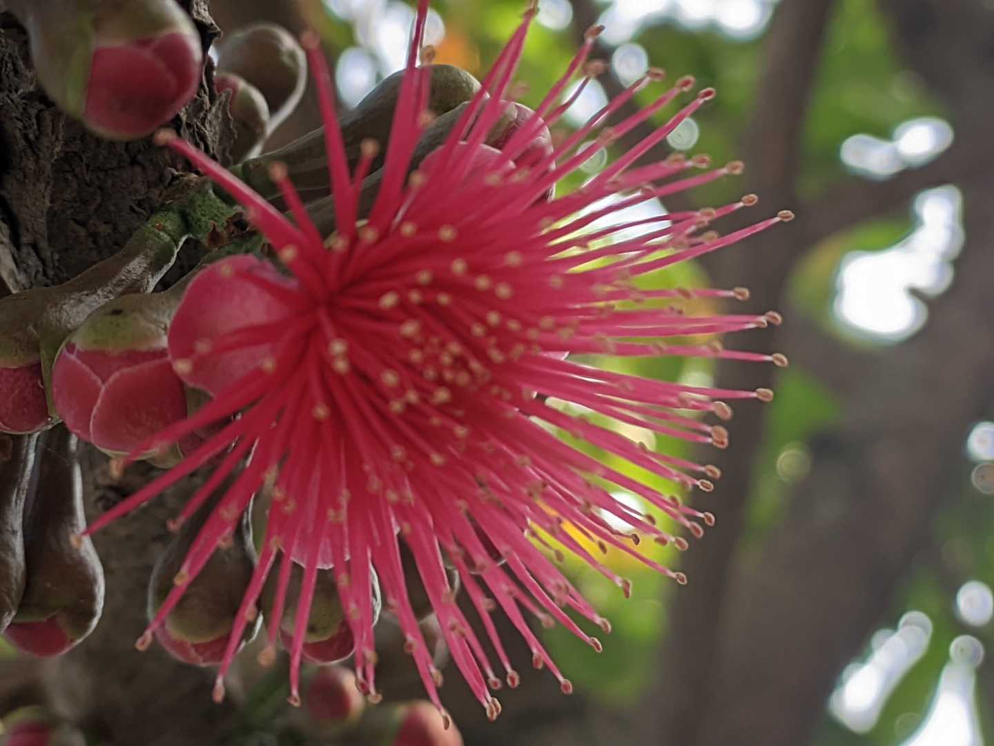 bunga jambu bol