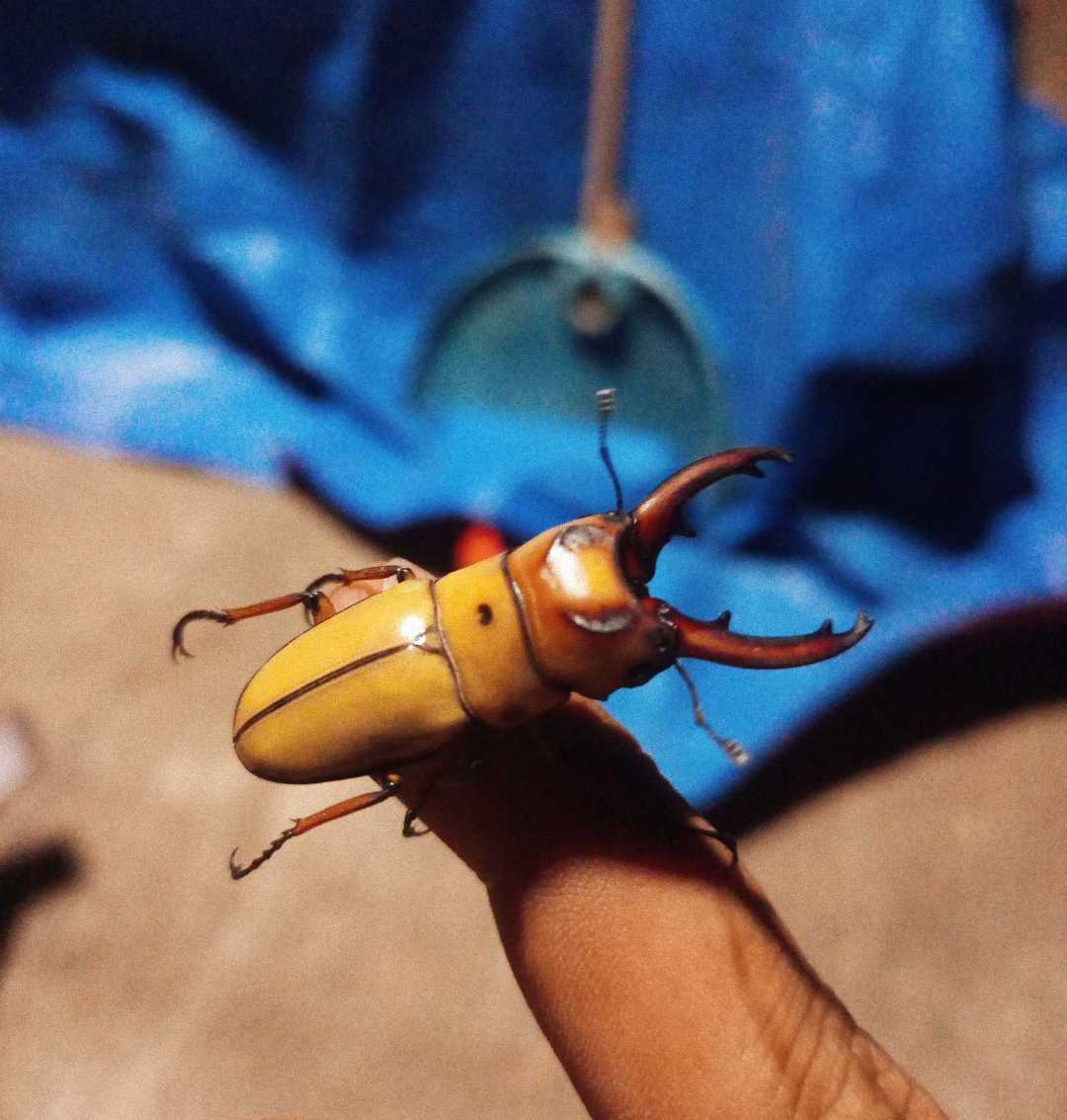 Beetle
