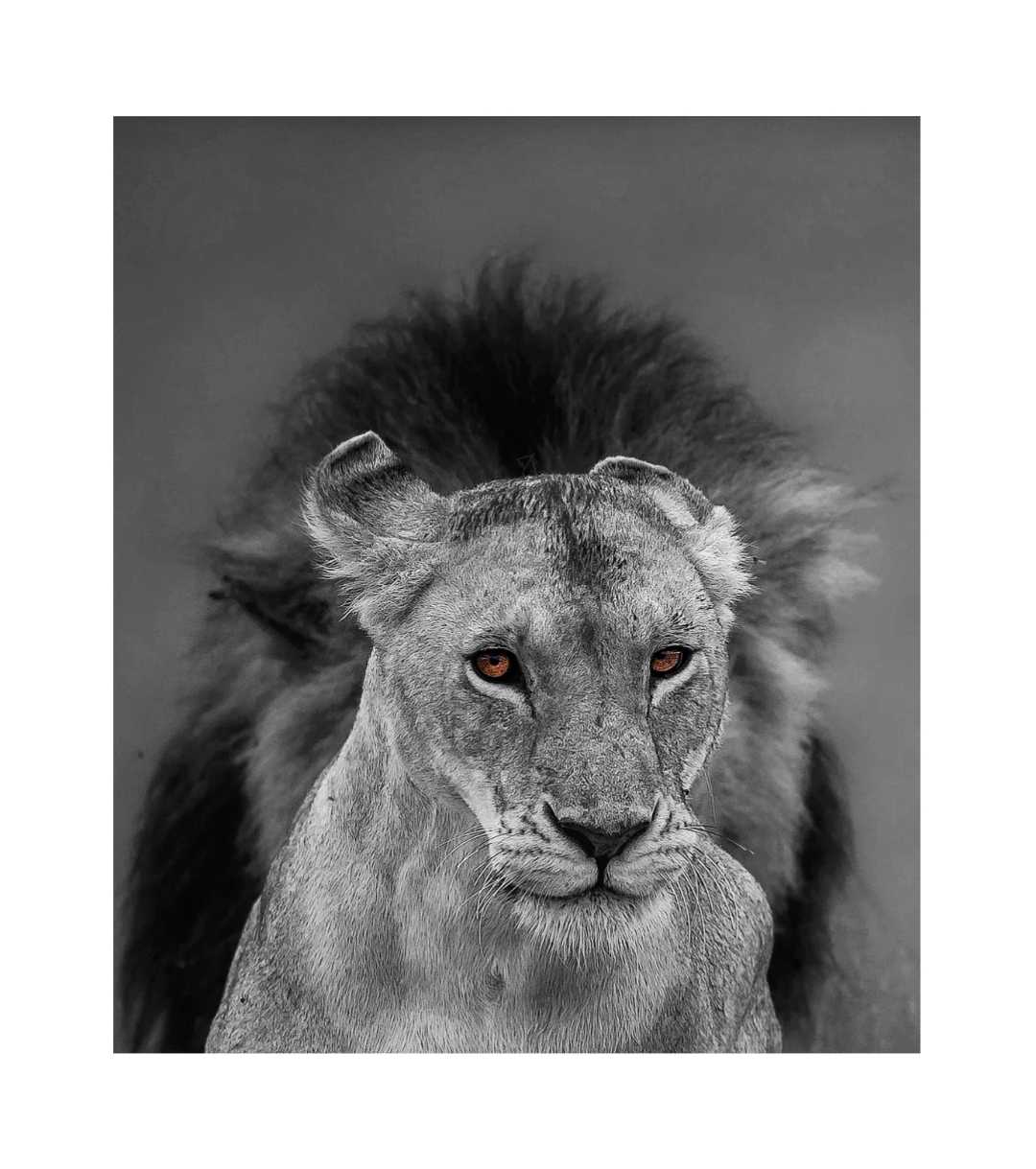 the lion in black and white picture with story eyes