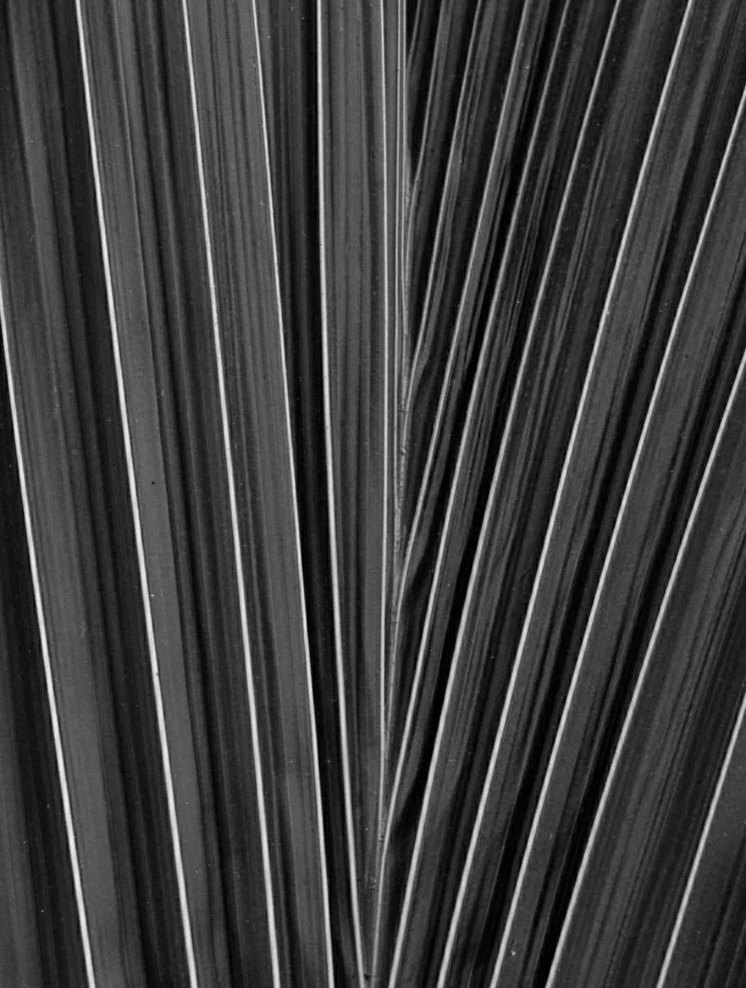 Leading lines 🖤