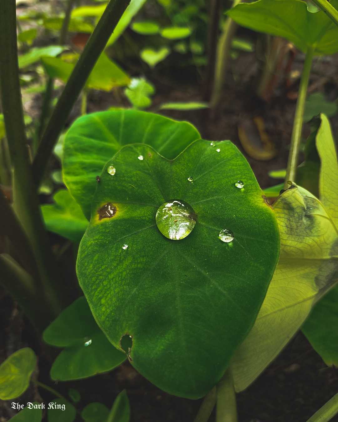 water drops 