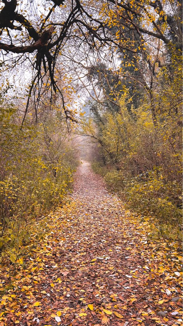 road to autumn 🍁