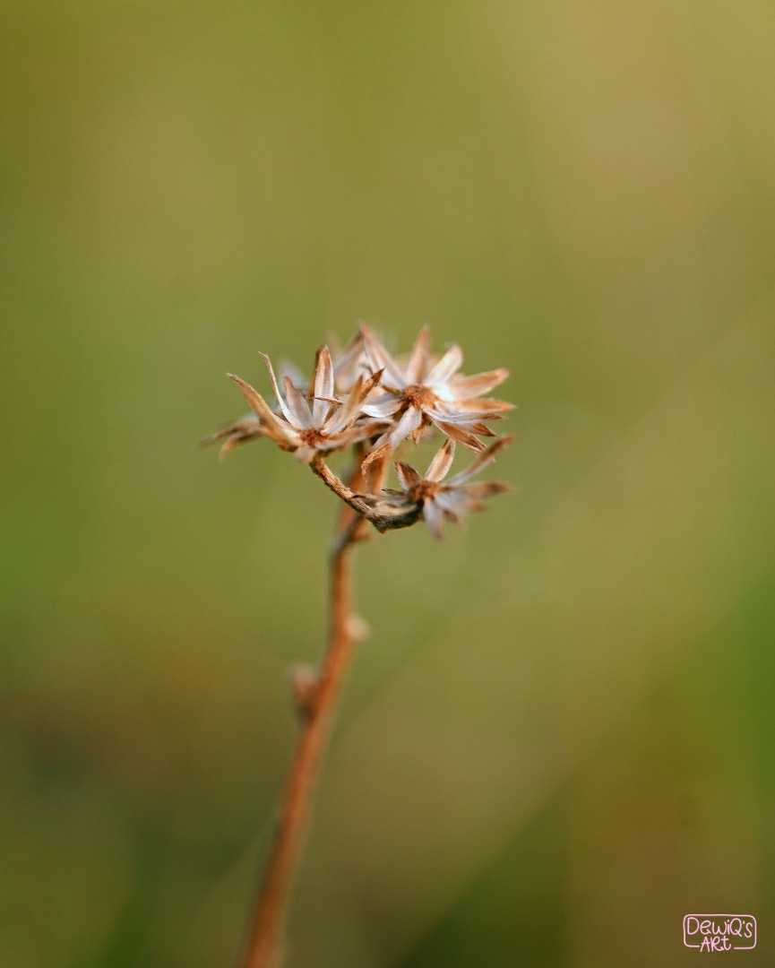 Dry flowers