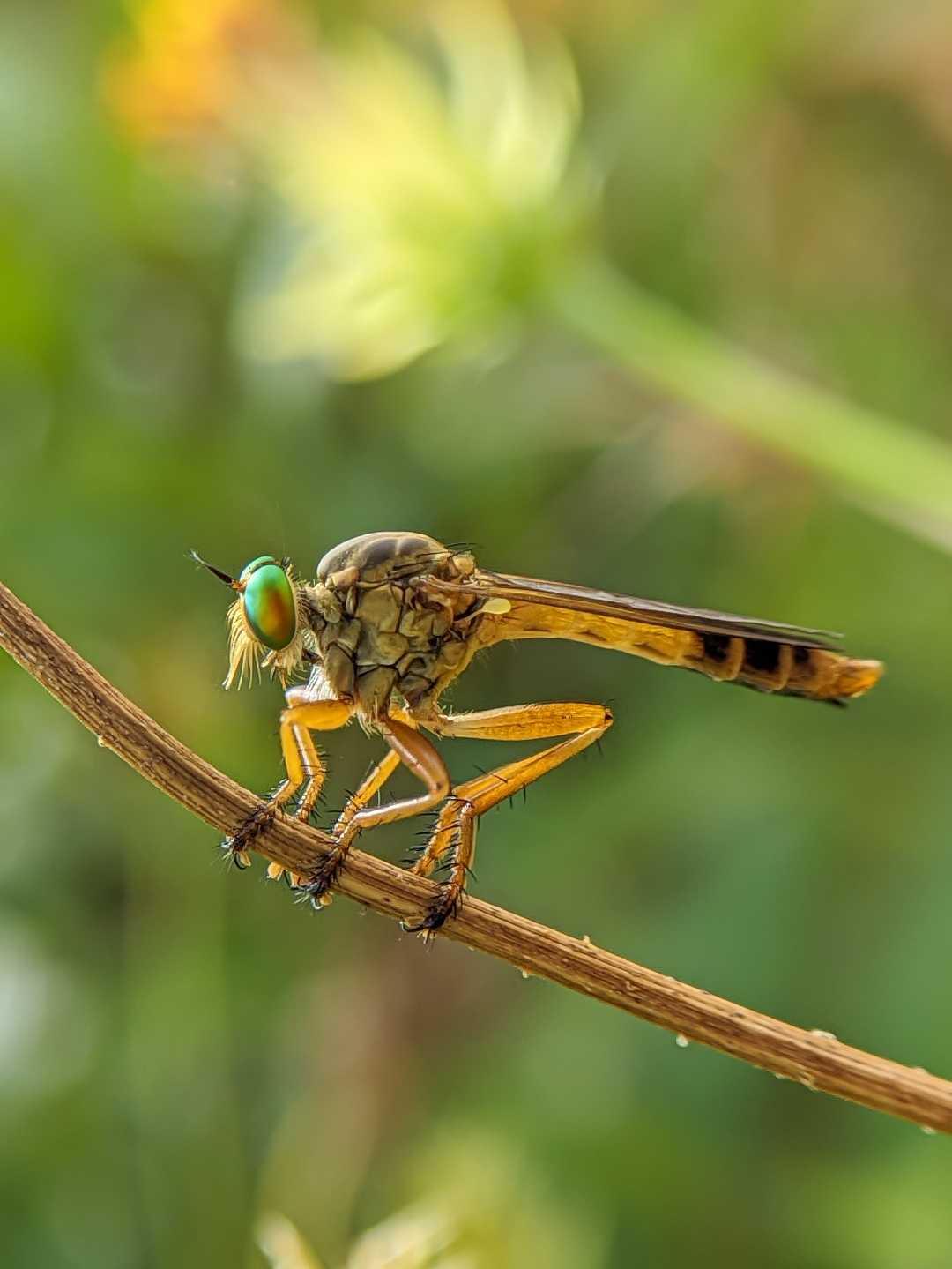 robberfly 📸