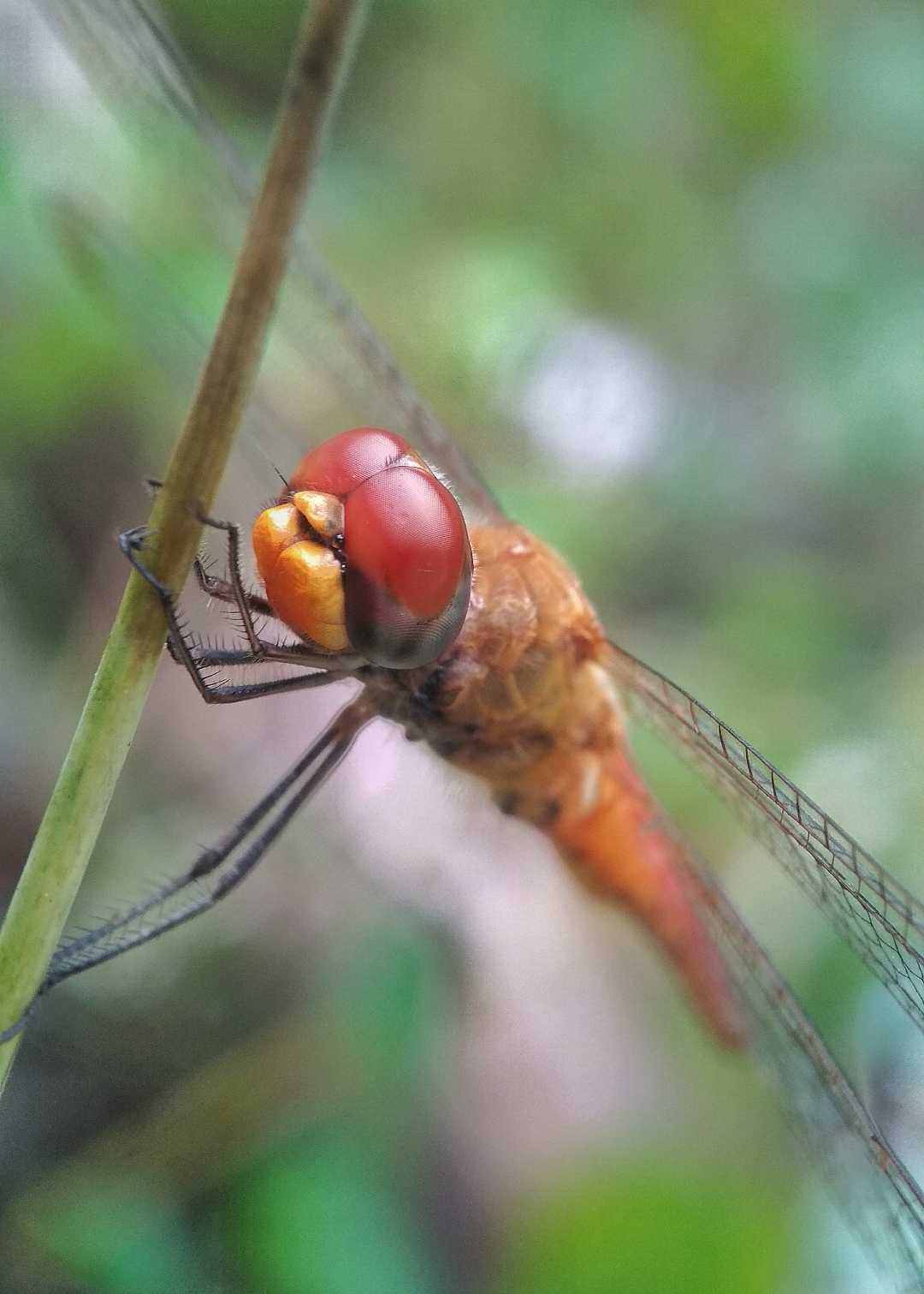 Kecapung atau Anisoptera