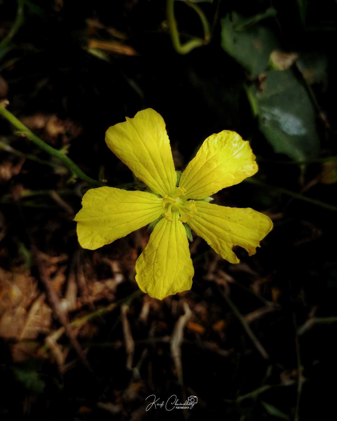 🌼🌼🌼🌼