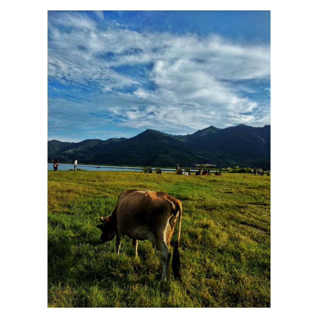Cows & Meadows