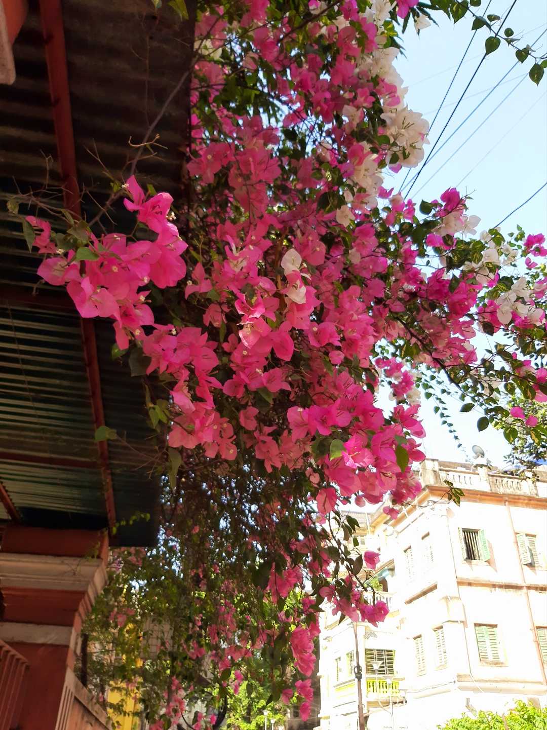 spring in Kolkata...💚💚💚